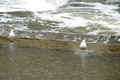 DSC_2588 (Large).JPG